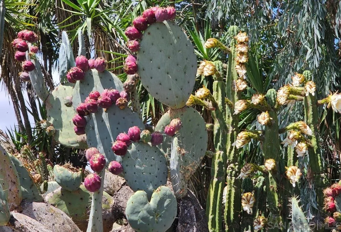 13155 McNally Road Valley Center, CA 92082 - Photo 60 of 69