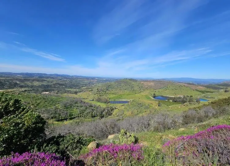 13155 McNally Road Valley Center, CA 92082 - Photo 68 of 69 a view of a lush green outdoor space with a lake view