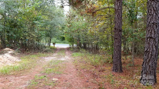 a view of a forest with trees