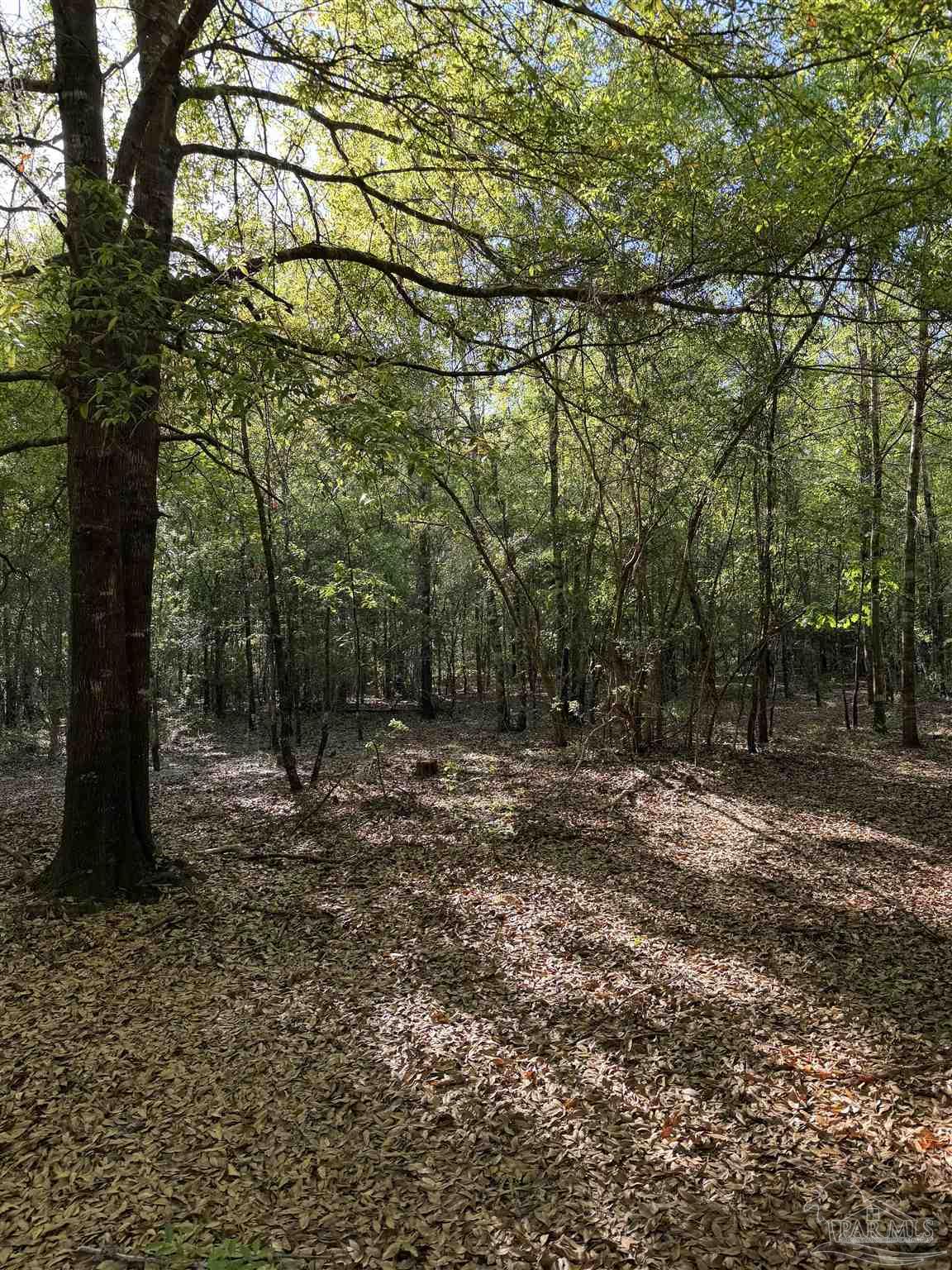 0 Whitfield Road Milton, FL 32570 - Photo 16 of 20 a view of a yard with large trees
