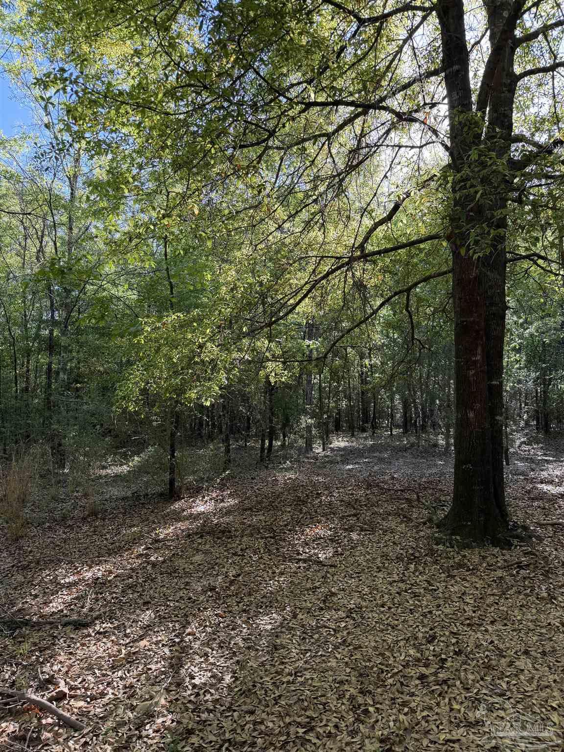 0 Whitfield Road Milton, FL 32570 - Photo 17 of 20 a view of a forest with trees in the background