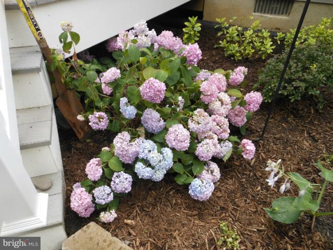 3563 Edgemont Street Edgewater, MD 21037 - Photo 1 of 22 Wonderful plantings...