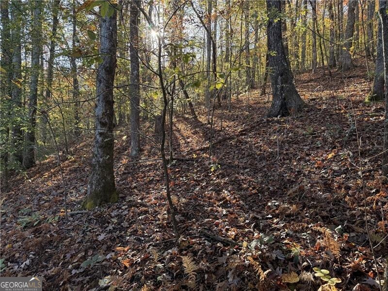 0 Ov Justus Road Rabun Gap, GA 30568 - Photo 11 of 13 a view of a forest with trees