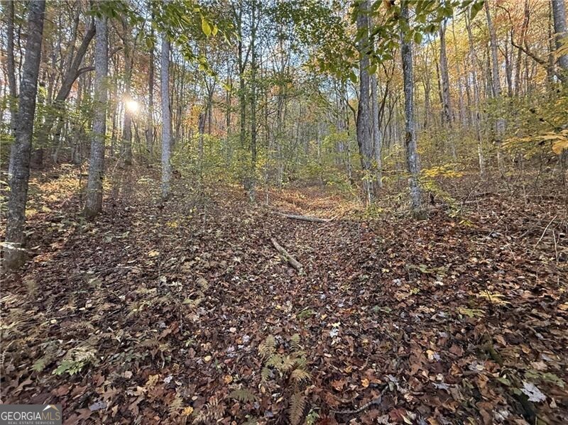 0 Ov Justus Road Rabun Gap, GA 30568 - Photo 2 of 13 a view of forest