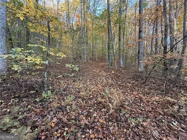 a view of a forest with trees