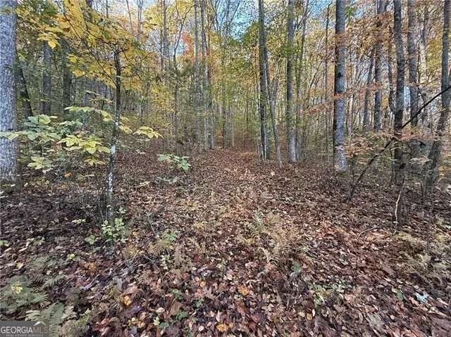 a view of a forest with trees