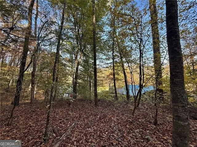 a view of a forest with trees in the background