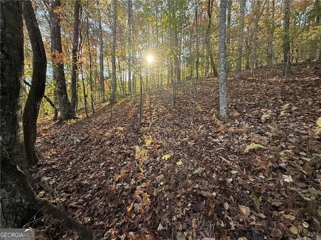 a view of a yard with lots of bushes