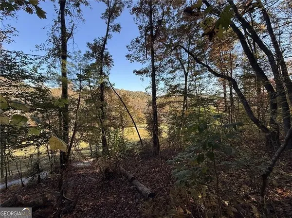 a view of a forest filled with trees