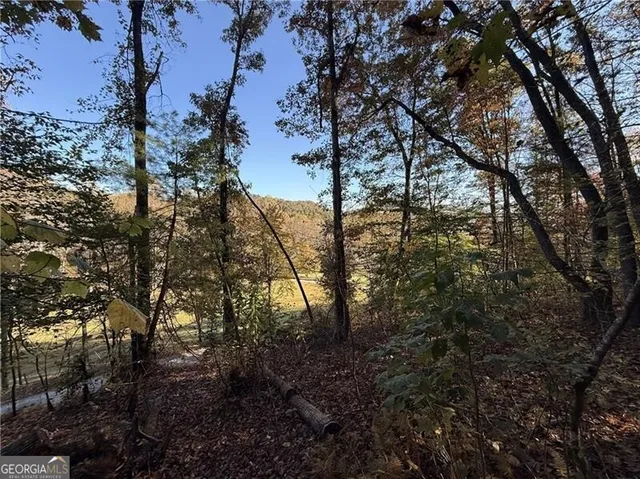 a view of a forest filled with trees