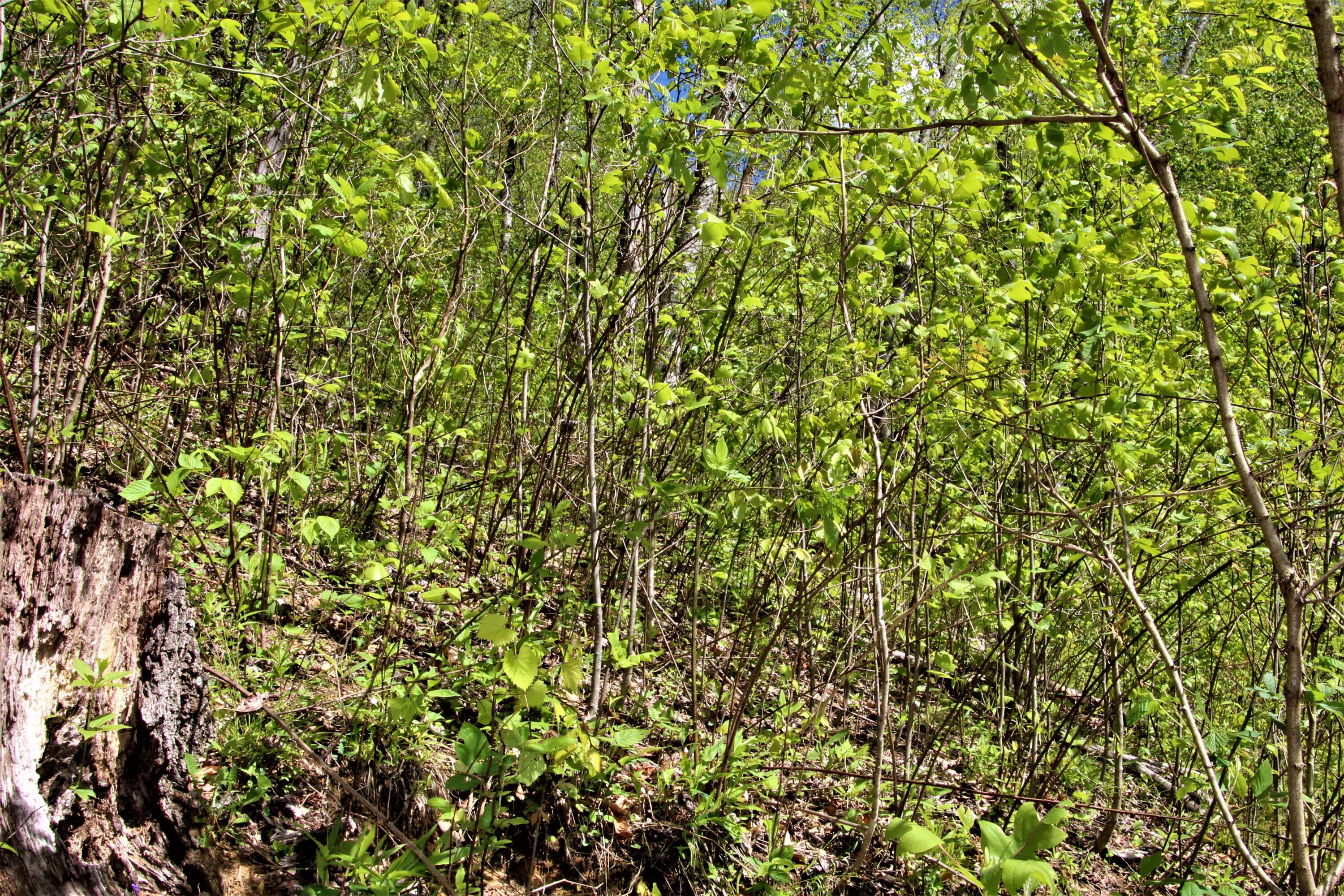 0 Fall Branch Road Mountain City, TN 37683 - Photo 11 of 11 IMG_0658 (2)