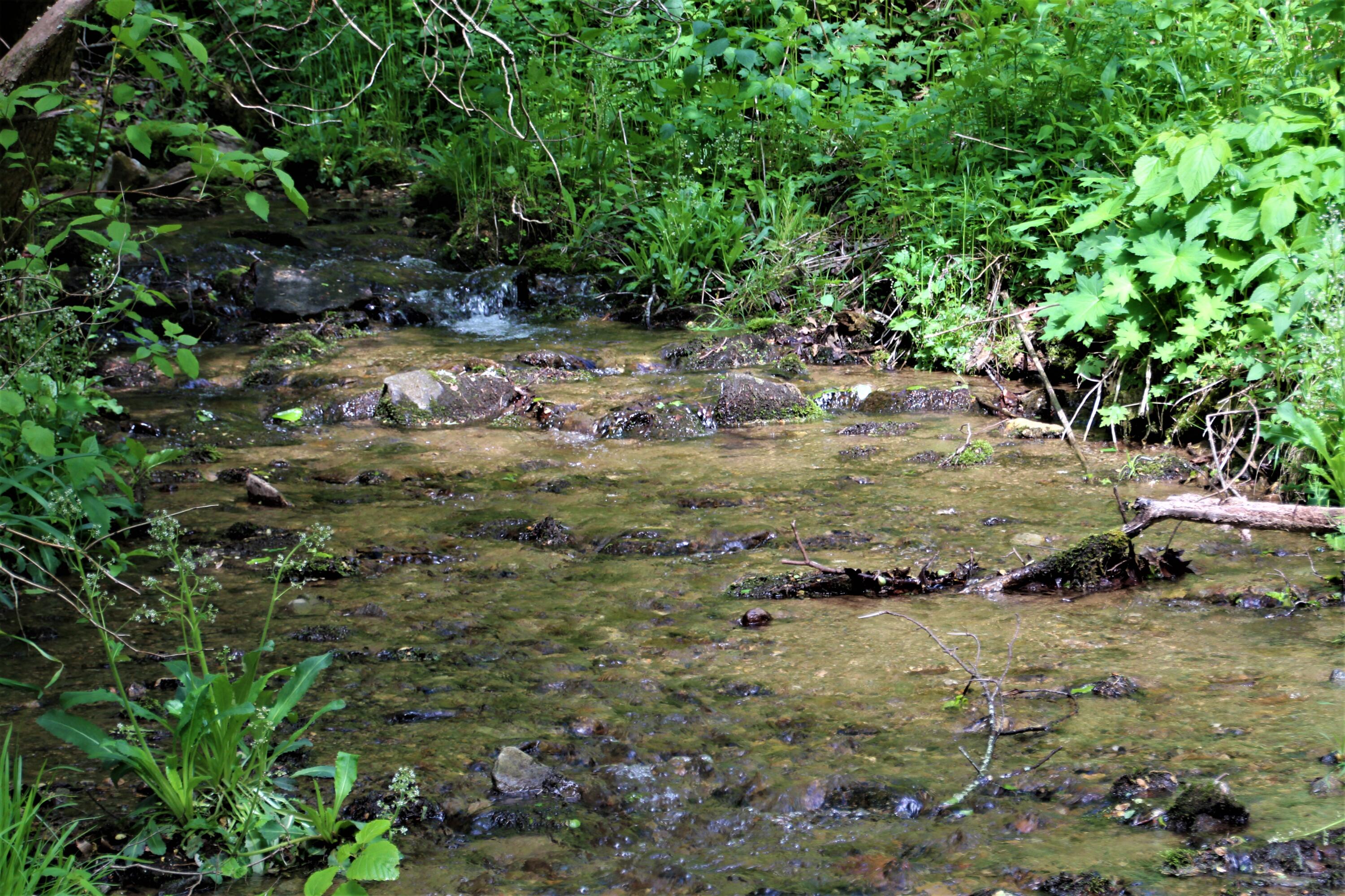 0 Fall Branch Road Mountain City, TN 37683 - Photo 2 of 11 IMG_0645 (2)