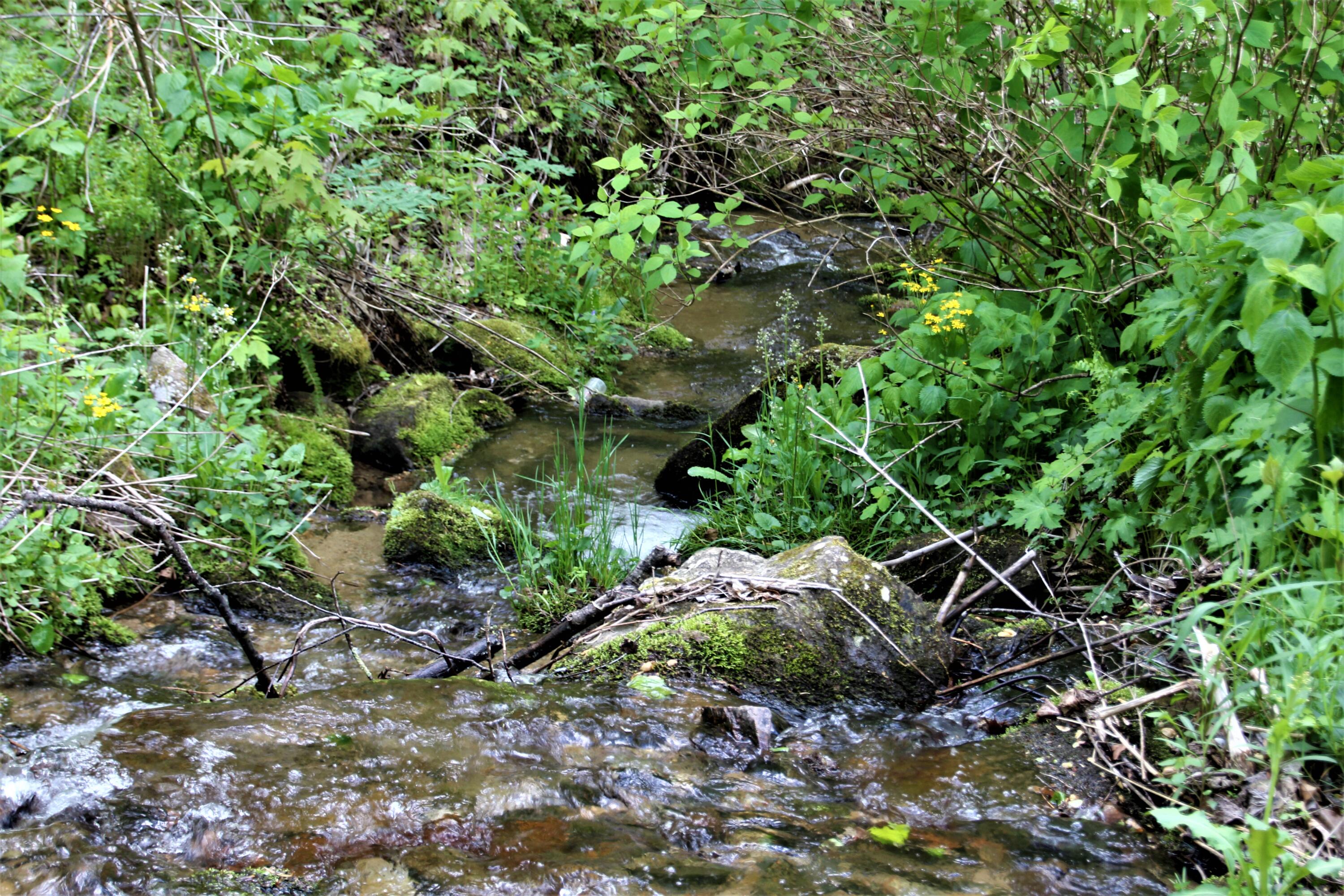 0 Fall Branch Road Mountain City, TN 37683 - Photo 3 of 11 IMG_0646 (2)