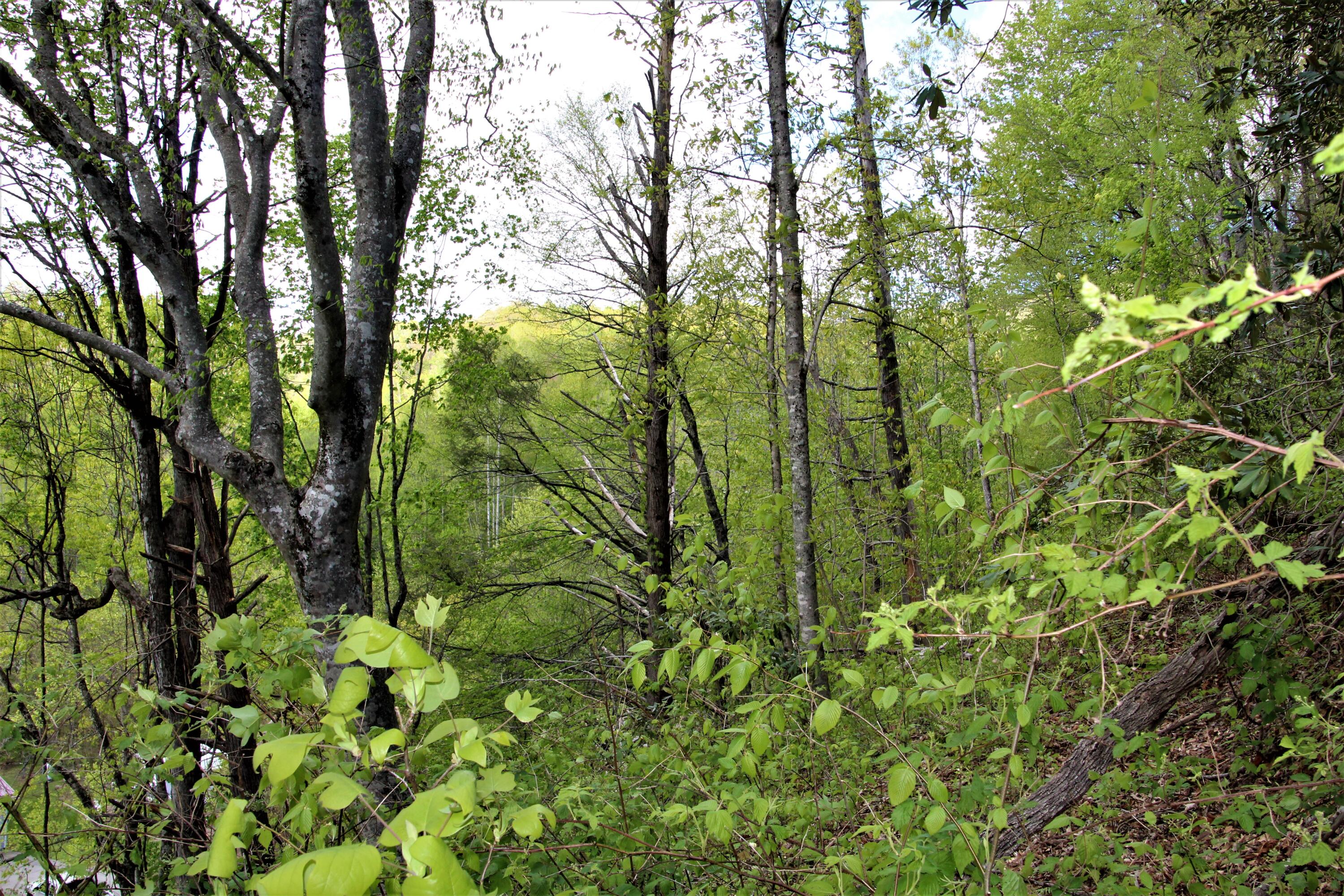 0 Fall Branch Road Mountain City, TN 37683 - Photo 9 of 11 IMG_0654 (2)