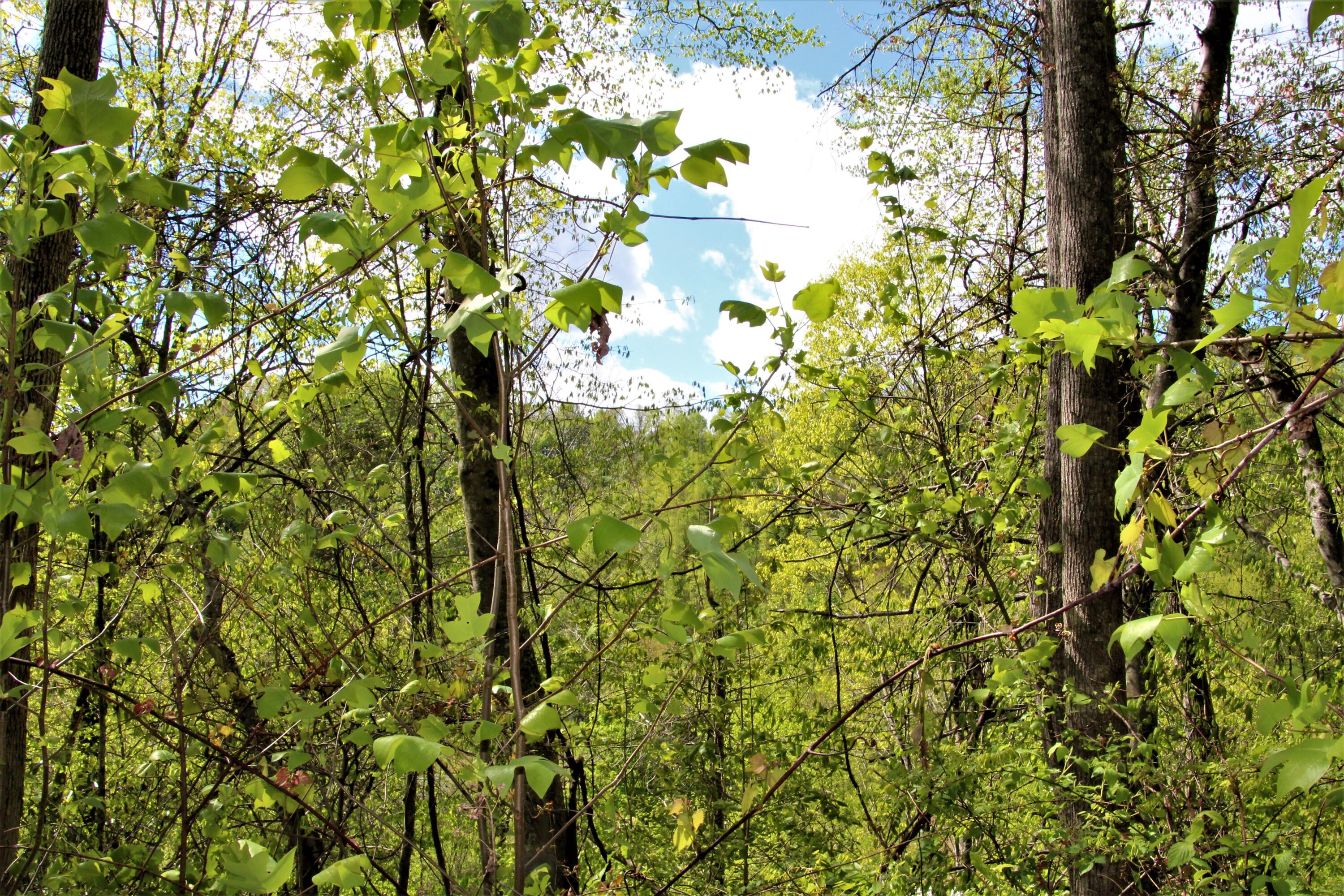 0 Fall Branch Road Mountain City, TN 37683 - Photo 10 of 11 IMG_0657 (2)