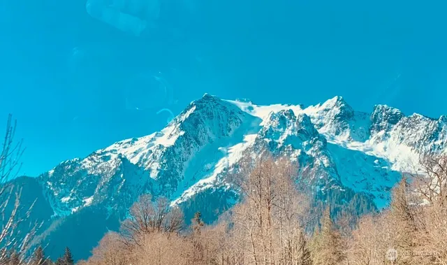 a close up of a flower in a garden