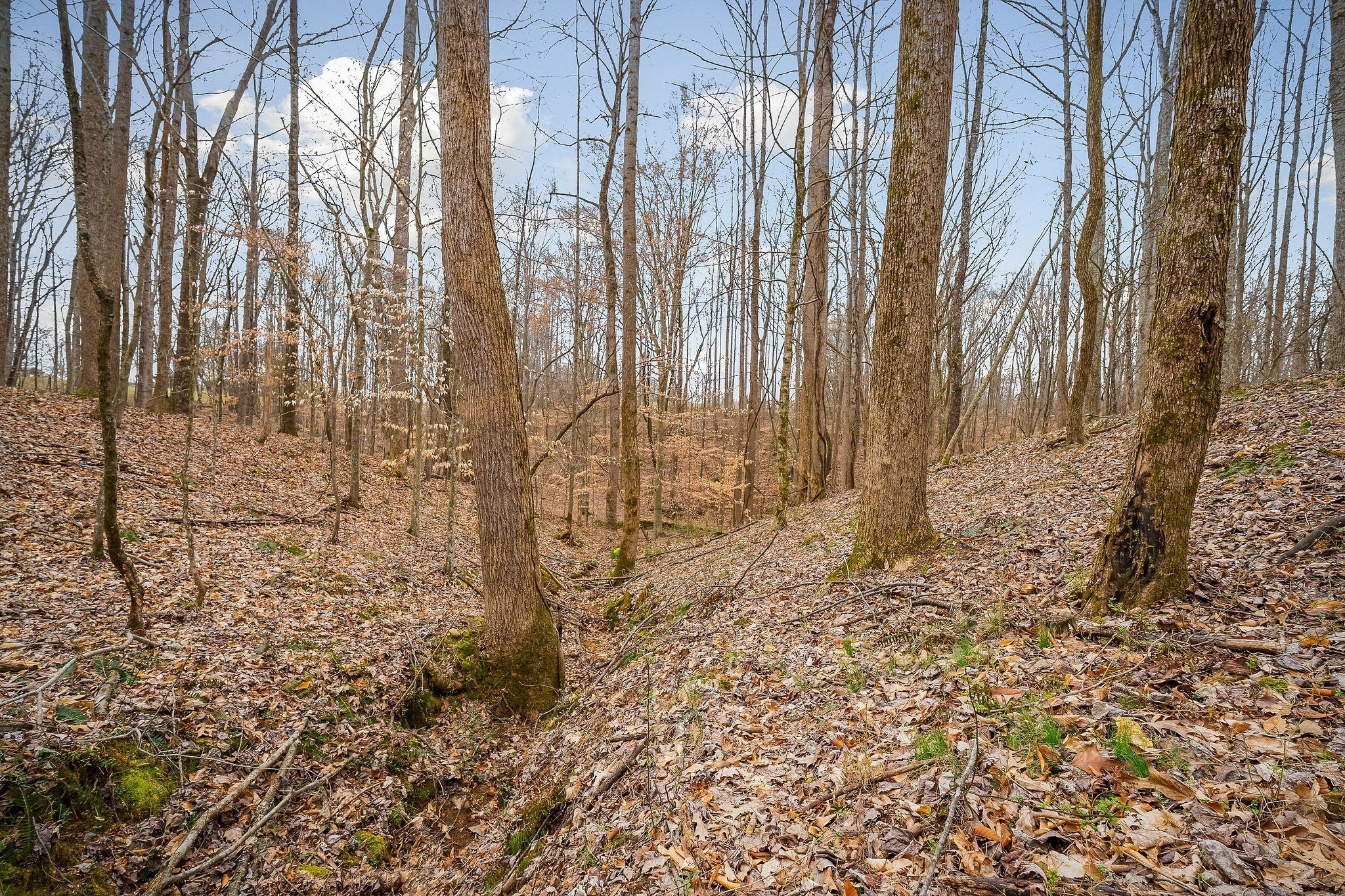 3944 Crawford Road Silver Point, TN 38582 - Photo 13 of 14 a view of a backyard of the house