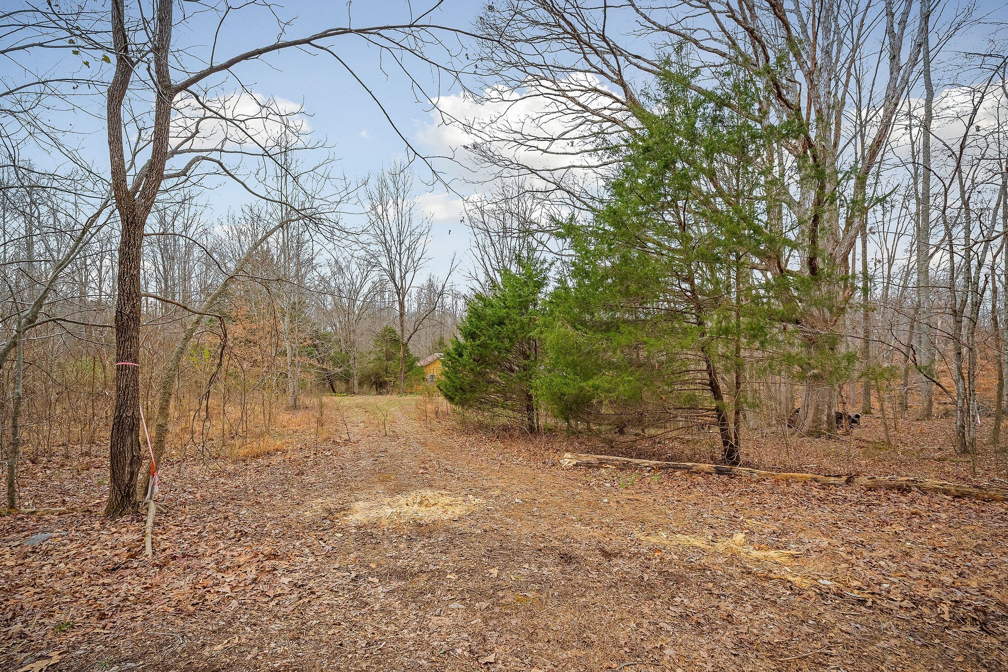 3944 Crawford Road Silver Point, TN 38582 - Photo 5 of 14 a view of a backyard with large trees