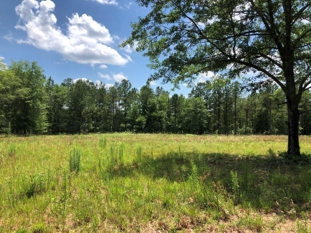6.33-acres Implement Road Aiken, SC 29803 - Photo 11 of 18