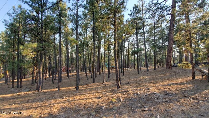 4 County Road N2147 Alpine, AZ 85920 - Photo 11 of 14 a view of a park with lots of trees