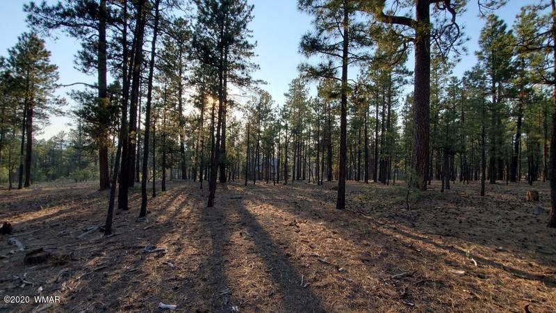 4 County Road N2147 Alpine, AZ 85920 - Photo 12 of 14 a view of outdoor space with lots of trees