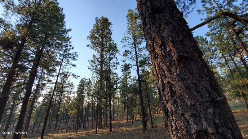 4 County Road N2147 Alpine, AZ 85920 - Photo 13 of 14 a view of forest
