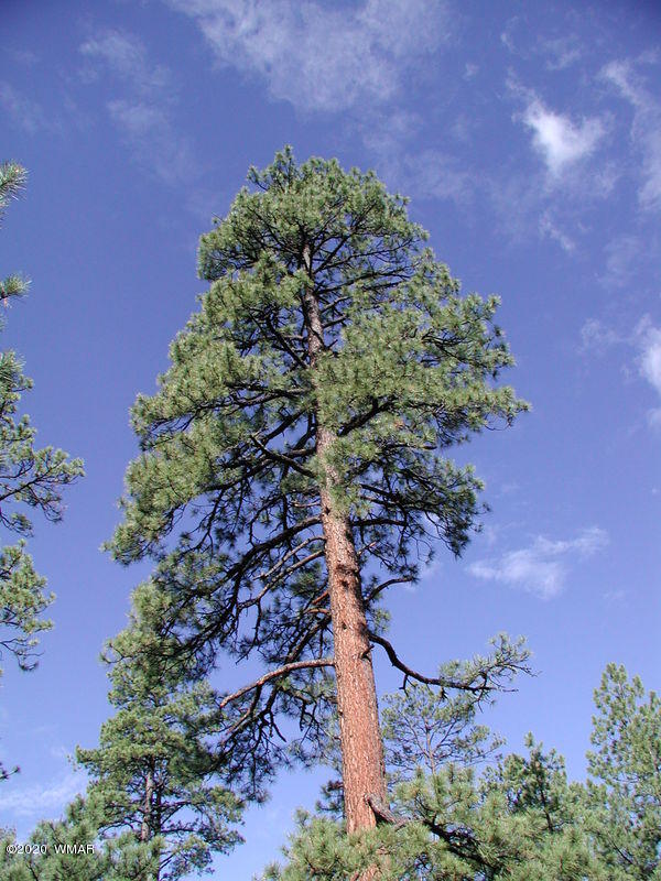 4 County Road N2147 Alpine, AZ 85920 - Photo 4 of 14 a picture of a tree with a yard