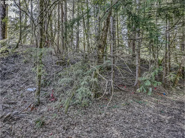 a view of a forest with trees in the background