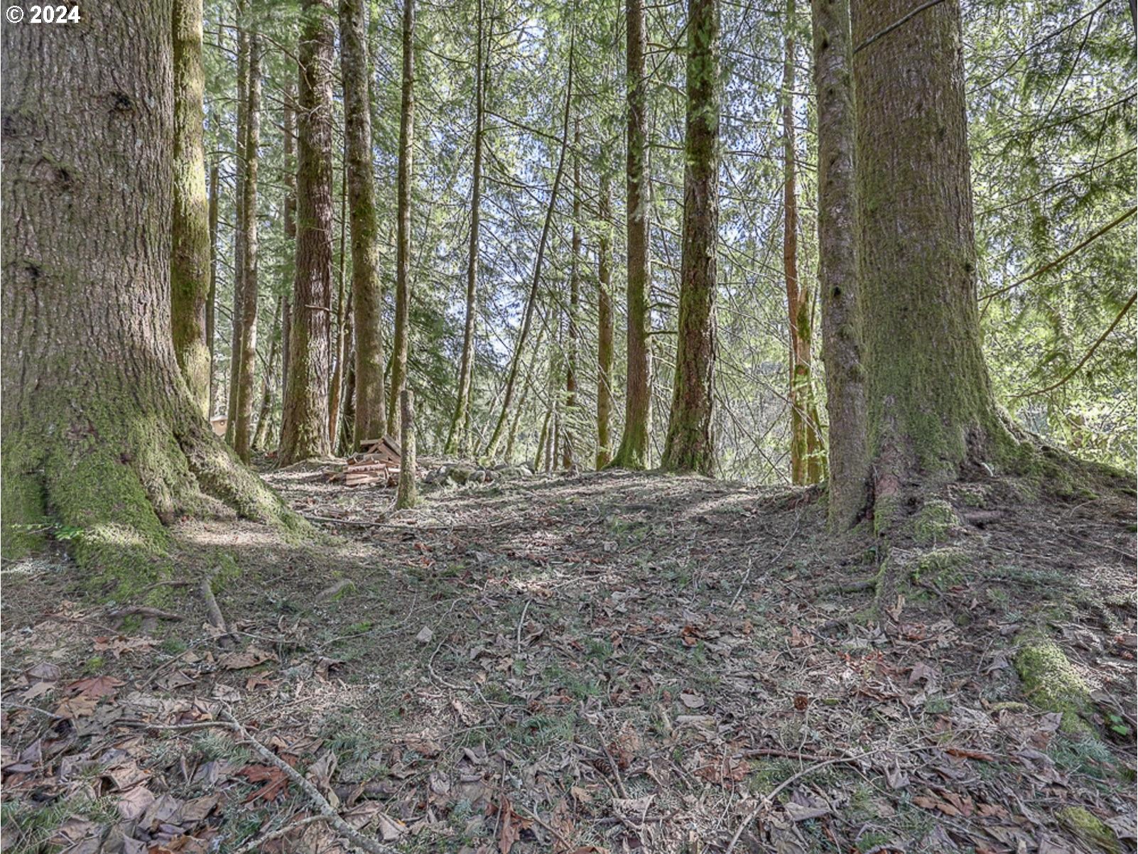 64680 East Sandy River Lane Rhododendron, OR 97049 - Photo 16 of 23 a backyard of a house with lots of green space