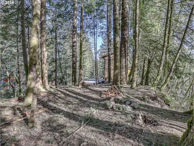 a view of a forest with trees