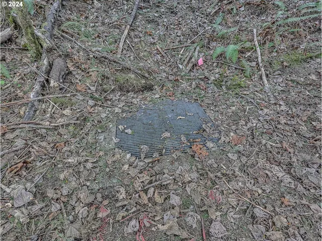 a view of a yard with plants and trees