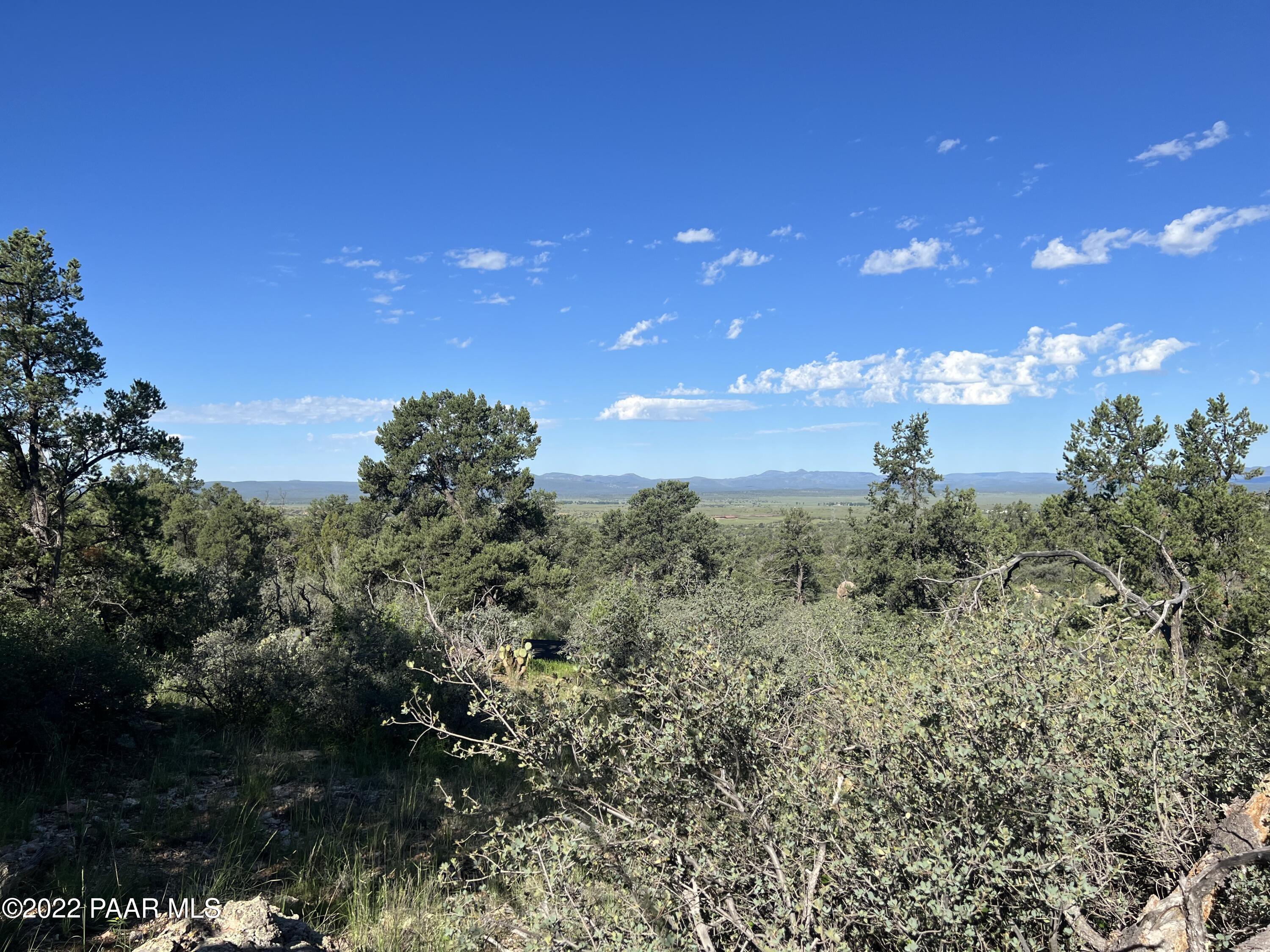 a view of a bunch of trees