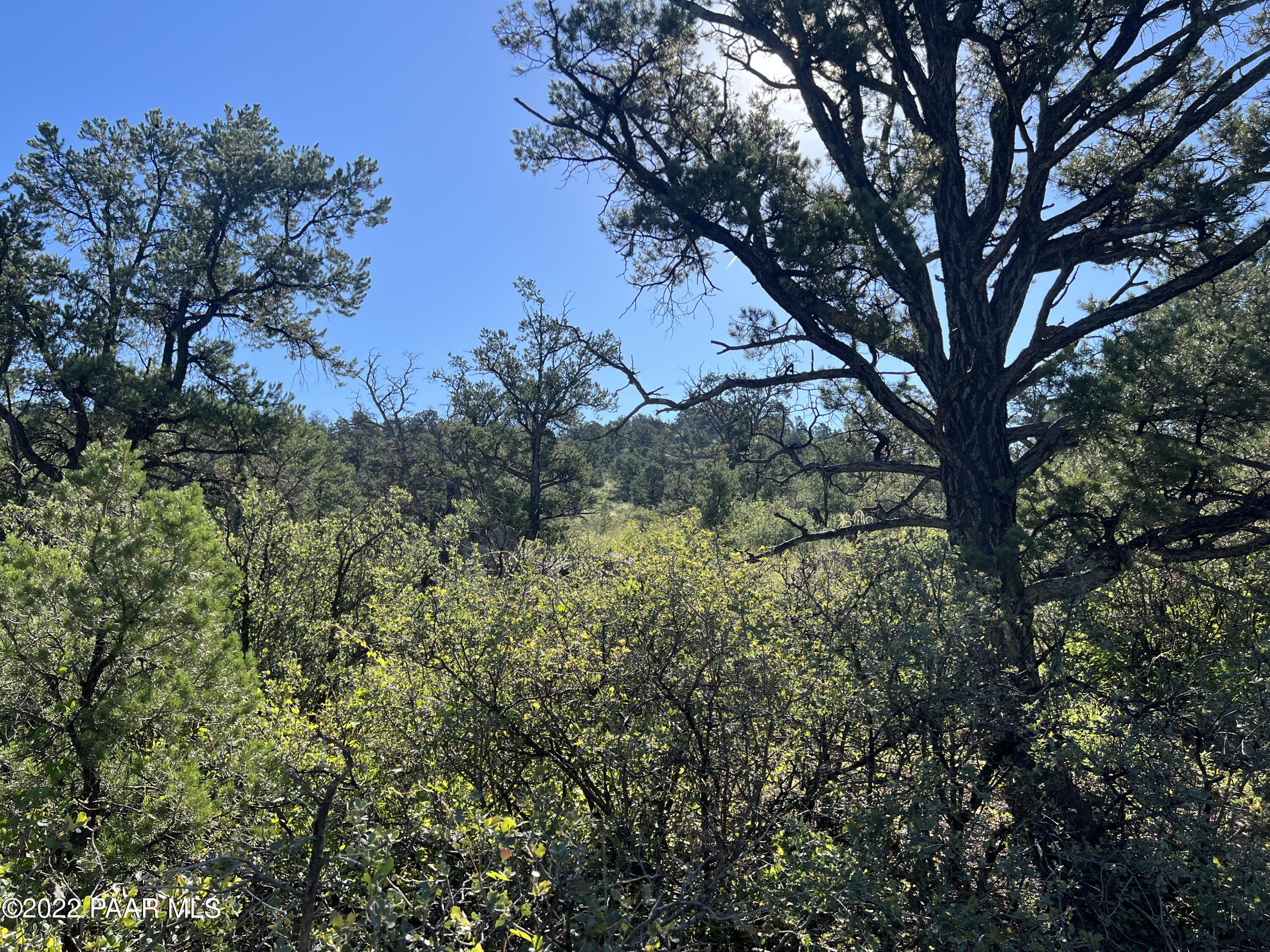 16301 Petroglyph Road Prescott, AZ 86305 - Photo 25 of 32 a view of a forest with a tree
