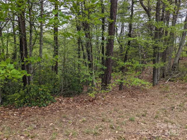 a view of a forest that has large trees