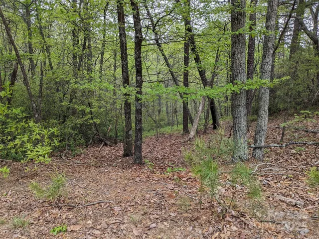 a view of a forest filled with trees