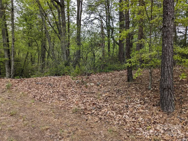 a view of a forest filled with trees