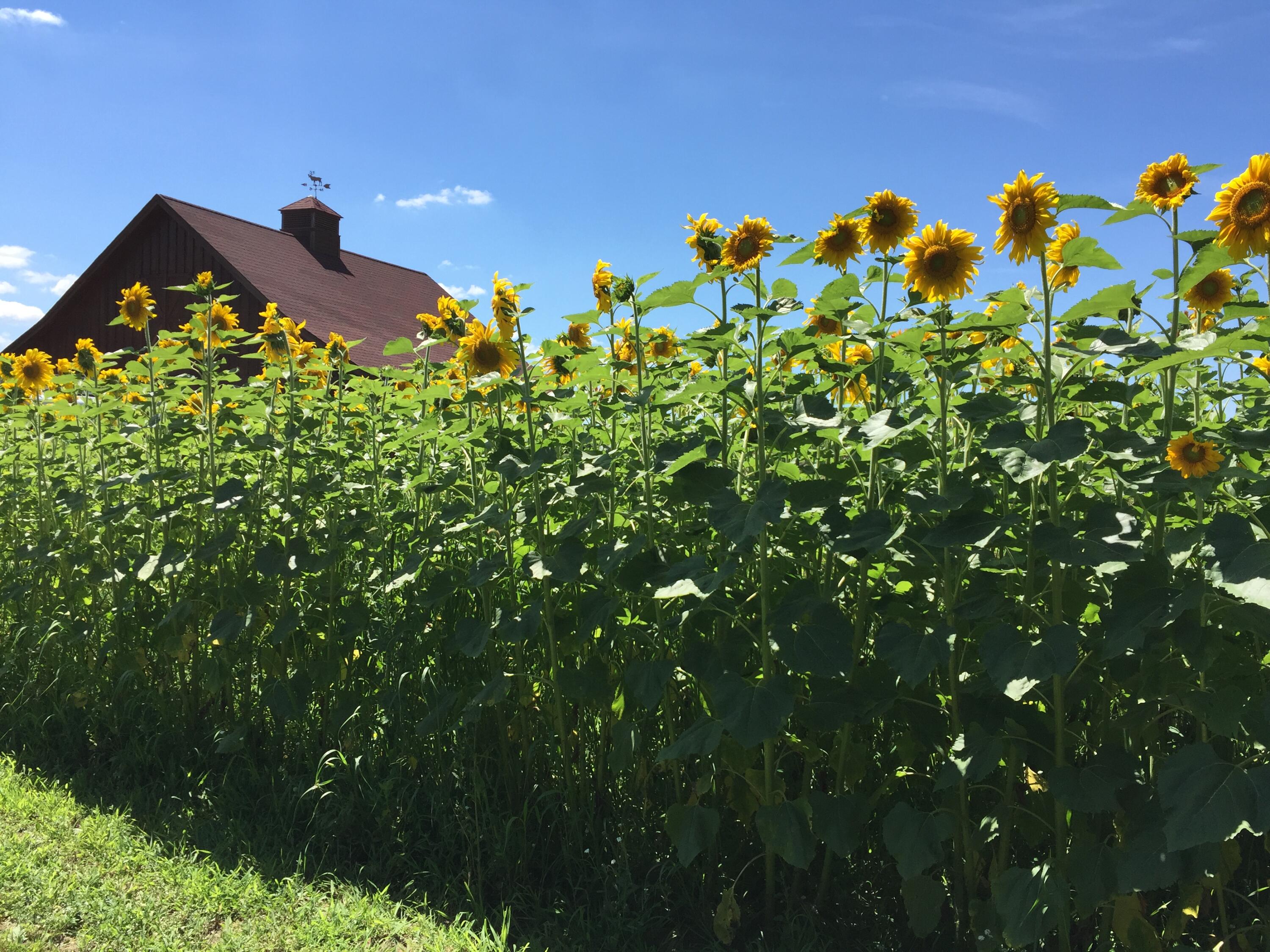 W395S3611 Hardscrabble Road Ottawa, WI 53118 - Photo 11 of 63 Sunflower Fields