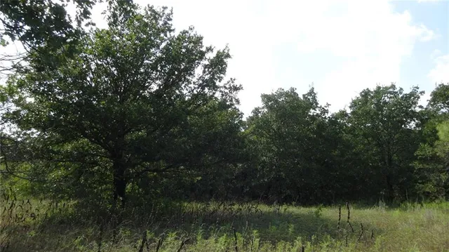 a view of river covered by trees