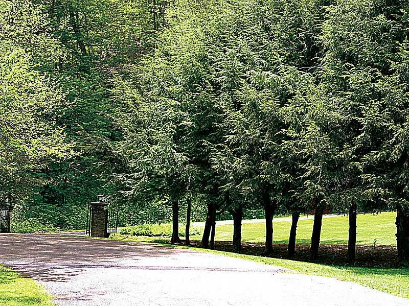 1397 Abers Creek Road Monroeville, PA 15146 - Photo 4 of 25 Yard/Garden. Beautiful private drive, walking toward the gate and the waterfall.