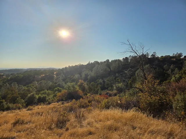 a view of a forest with a mountain