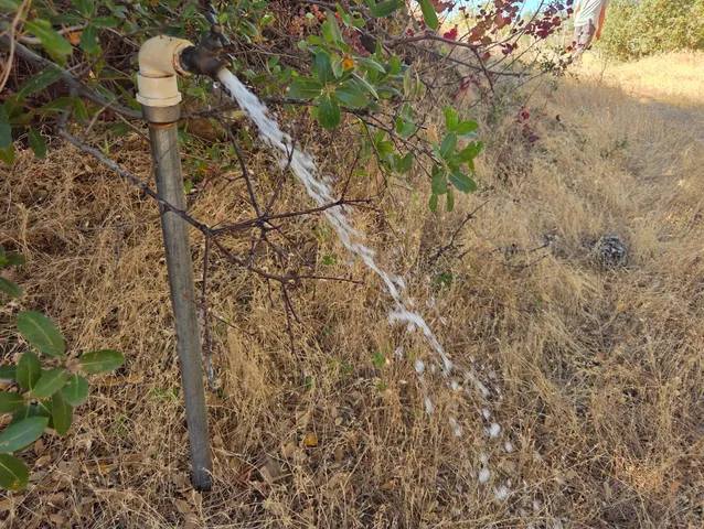 a close up of a plant in a garden