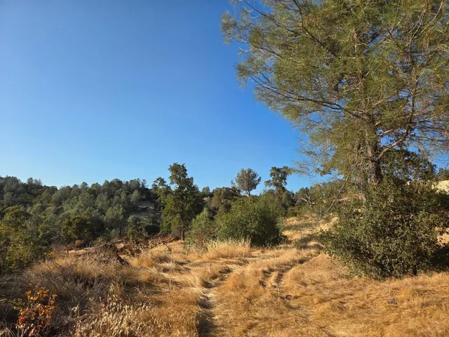 a view of a yard with a tree