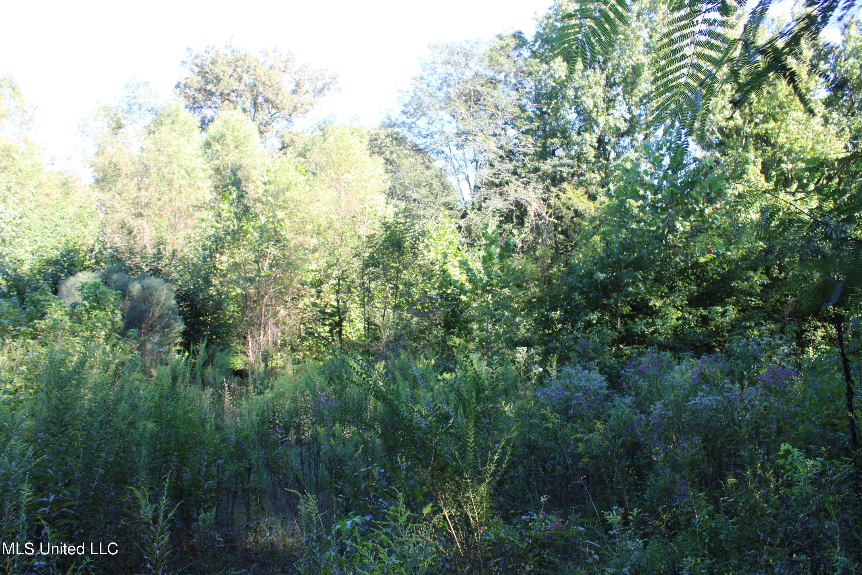 799 Rader Creek Road Sarah, MS 38665 - Photo 3 of 9 IMG_4619