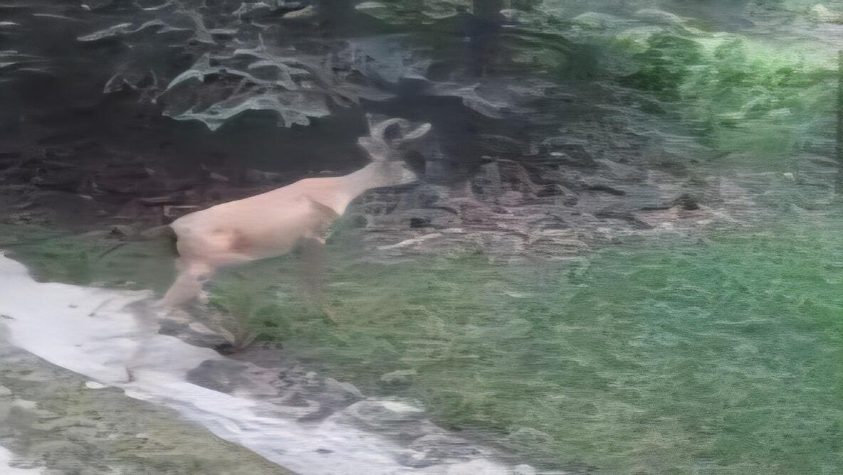 1384 Olson Road Manistee, MI 49660 - Photo 68 of 72 Deer on Property