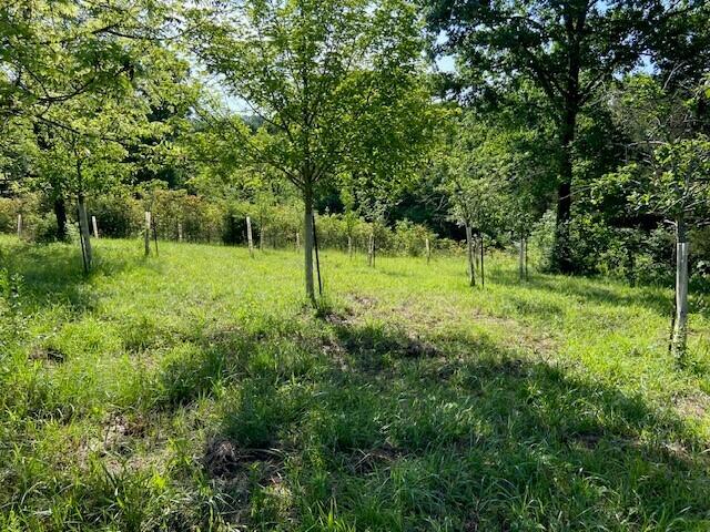 0 Mann Road Mount Olivet, KY 41064 - Photo 6 of 46