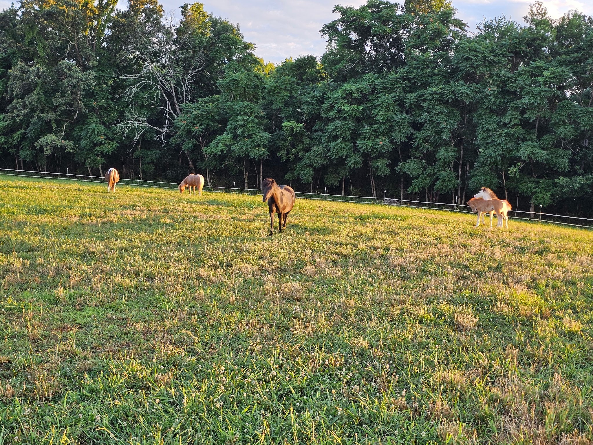620 Roberts Cemetery Road Walling, TN 38587 - Photo 26 of 31 a swimming pool view