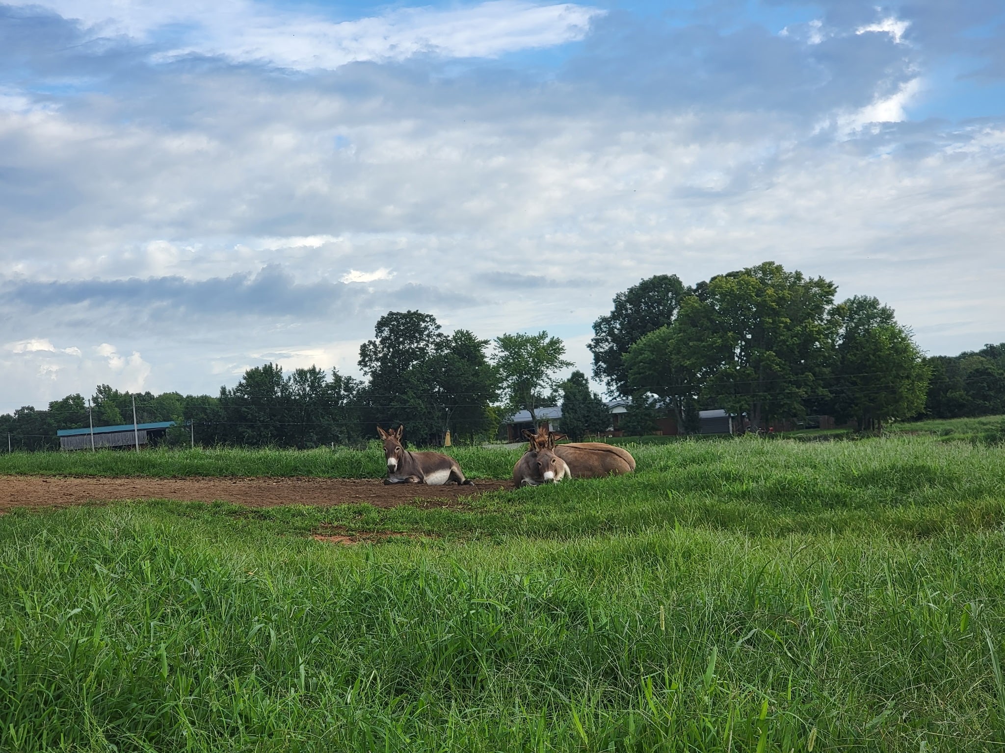 620 Roberts Cemetery Road Walling, TN 38587 - Photo 27 of 31 a view of field with grass and trees in the background