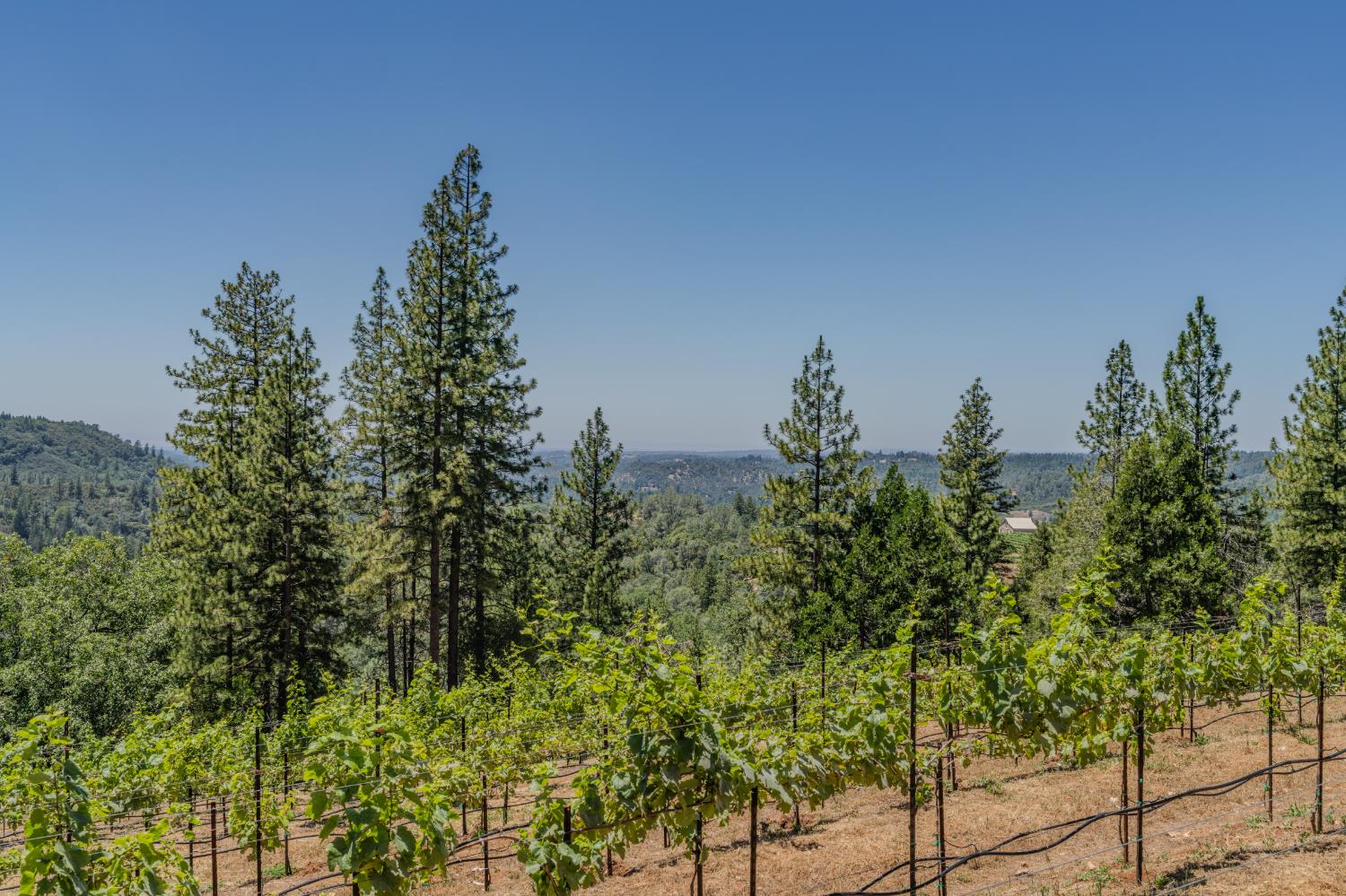 18591 Ponderosa Hills Road Volcano, CA 95689 - Photo 23 of 92