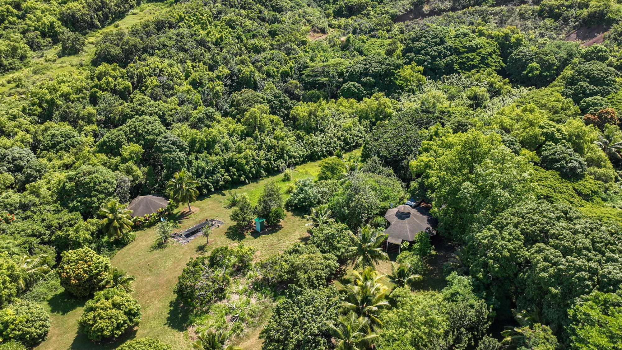 6565 C Koolau Road Kilauea, HI 96754 - Photo 17 of 30 view of a lush green forest with lots of trees