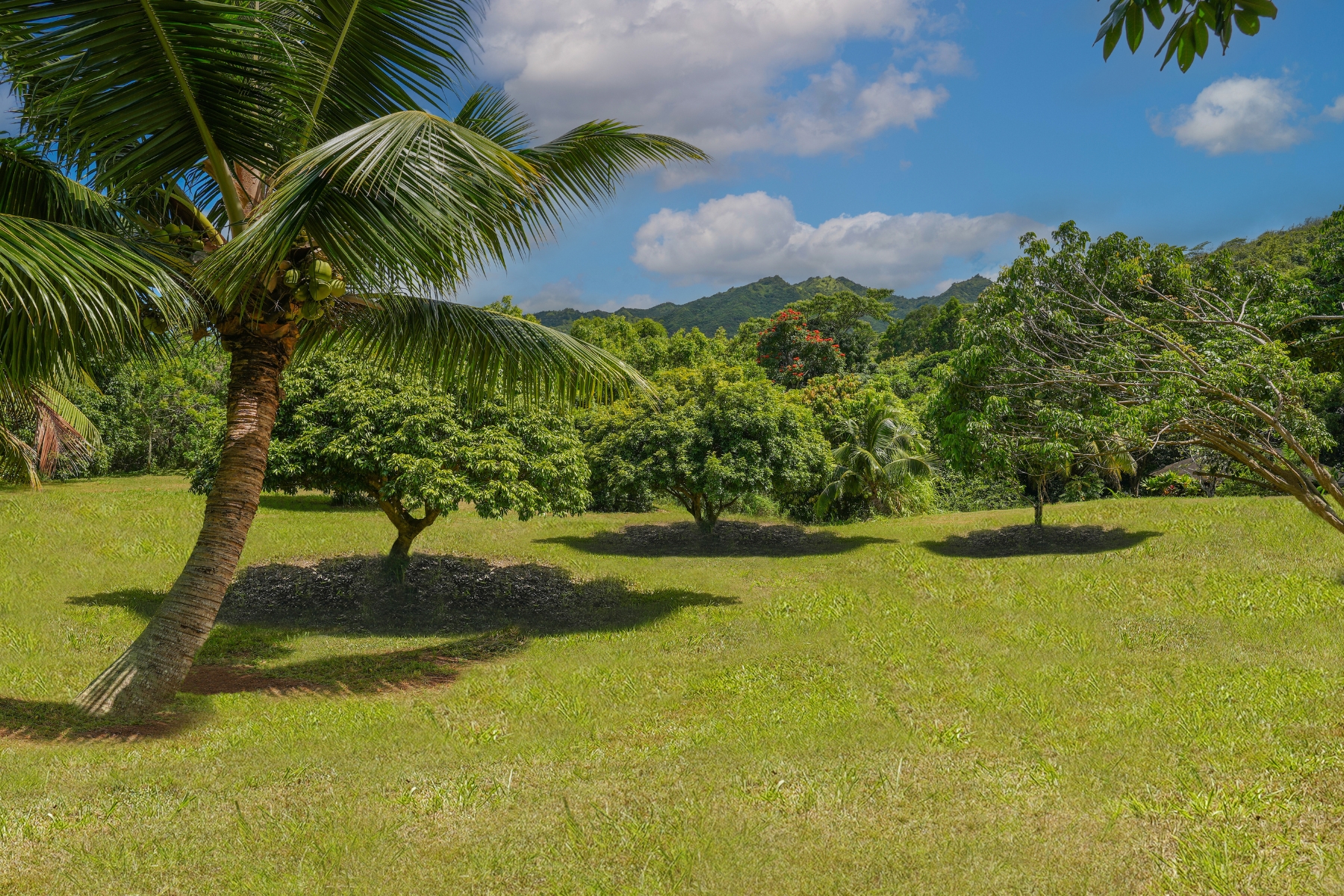 6565 C Koolau Road Kilauea, HI 96754 - Photo 20 of 30 a view of a yard